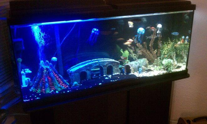 55 gallons freshwater fish tank (mostly fish and non-living decorations) - My 55gal