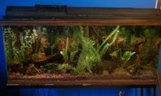 55 gallons freshwater fish tank (mostly fish and non-living decorations) - my 55 gallon aquarium, i have had it set up for about 3 years now.
