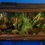 55 gallons freshwater fish tank (mostly fish and non-living decorations) - my 55 gallon aquarium, i have had it set up for about 3 years now.