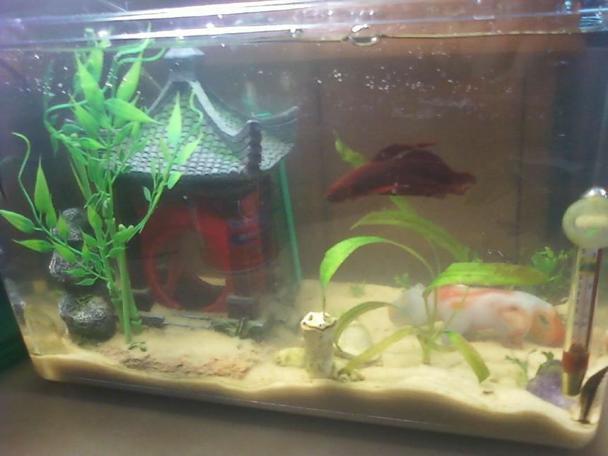 Rated #281: 65 Gallons Freshwater Fish Tank - 4.5 gallon Zen temple theme. Houses one Betta and one Oto.