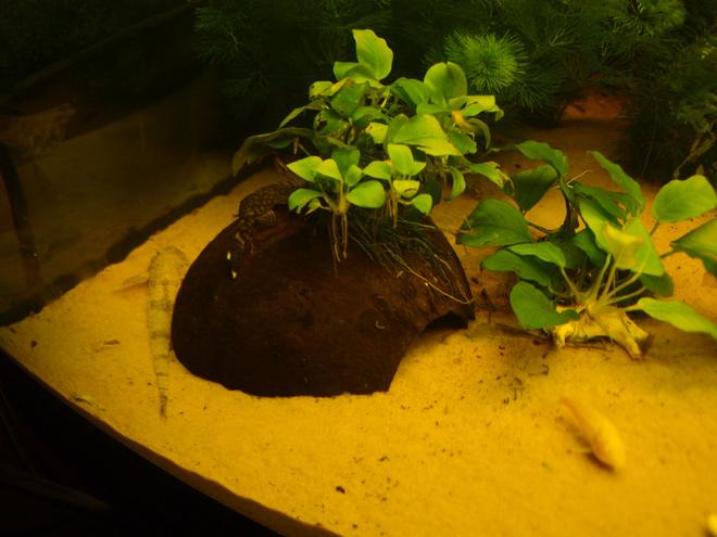 80 gallons planted tank (mostly live plants and fish) - My Stick Fish can you spot him?