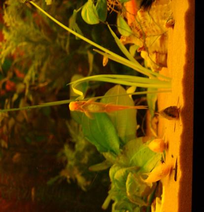 80 gallons planted tank (mostly live plants and fish) - Sucker Loach doing a good job of keeping the algae down