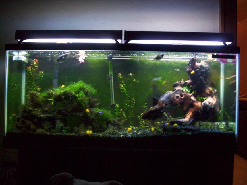 Rated #167: 55 Gallons Planted Tank - Full Tank, just remodeled to the three tier style. I did have a blooming Dwarf Lilly, but now they have been reduced to bulbs again.