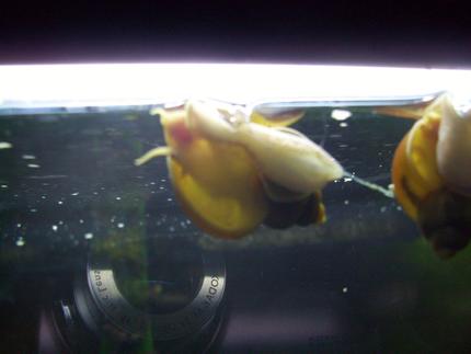 corals inverts - pomacea bridgesii - golden apple snail stocking in 55 gallons tank - Gold Mystery Snail