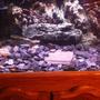 fish tank picture - 55 gallon fish tank, emperor 400, 2 golden oscars, small slate pieces of gravel, sign(no fishing lol) and 75g heater. Used to have sand but changed it to slate cause looks better =)