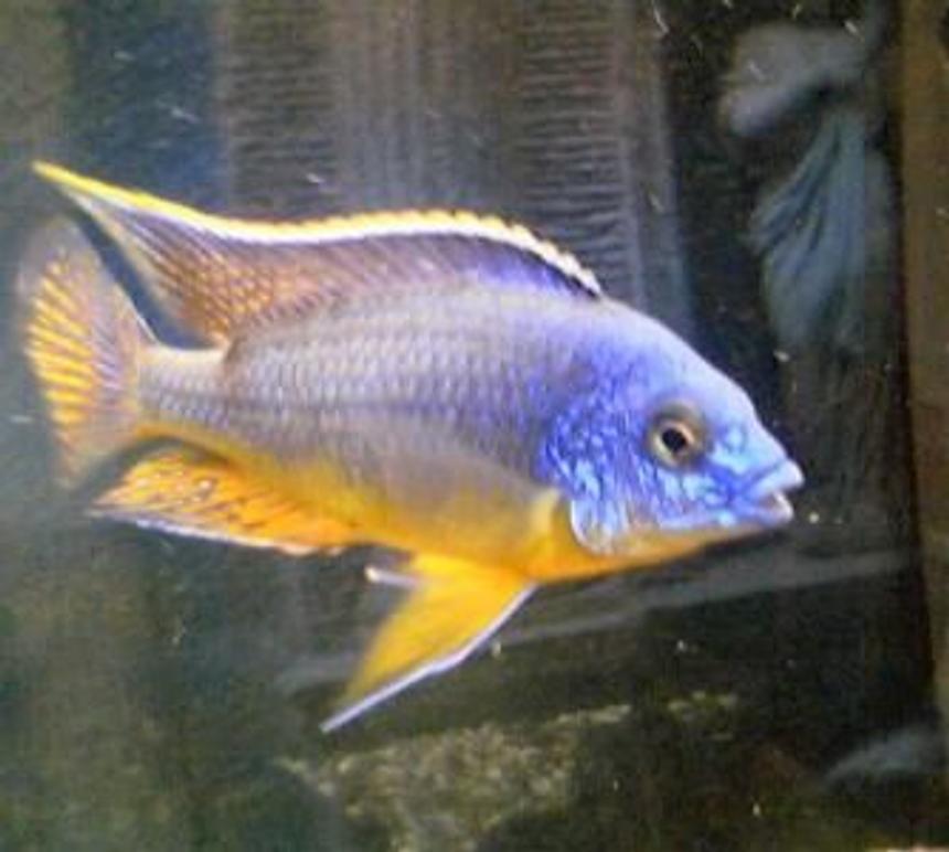 Rated #89: Freshwater Fish - N Stocking In 12 Gallons Tank - got dis fish in my new tank