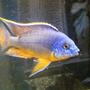 freshwater fish - n stocking in 12 gallons tank - got dis fish in my new tank
