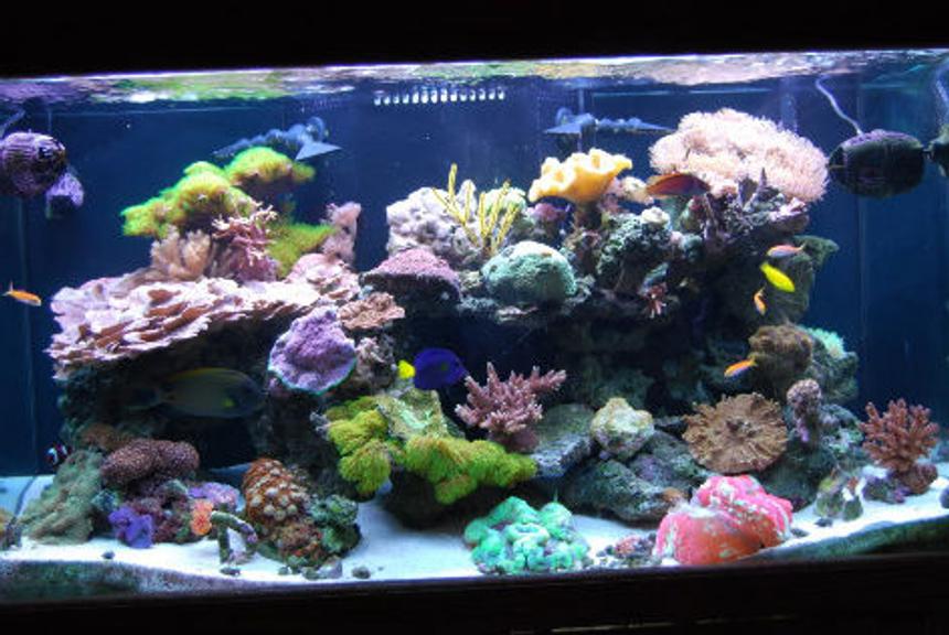 Rated #9: 120 Gallons Reef Tank - 120g reef tank