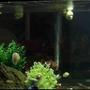29 gallons freshwater fish tank (mostly fish and non-living decorations) - 29 gallon aztec tomb fish tank