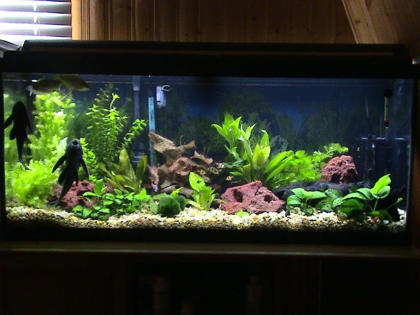 Rated #63: 55 Gallons Planted Tank - my tank