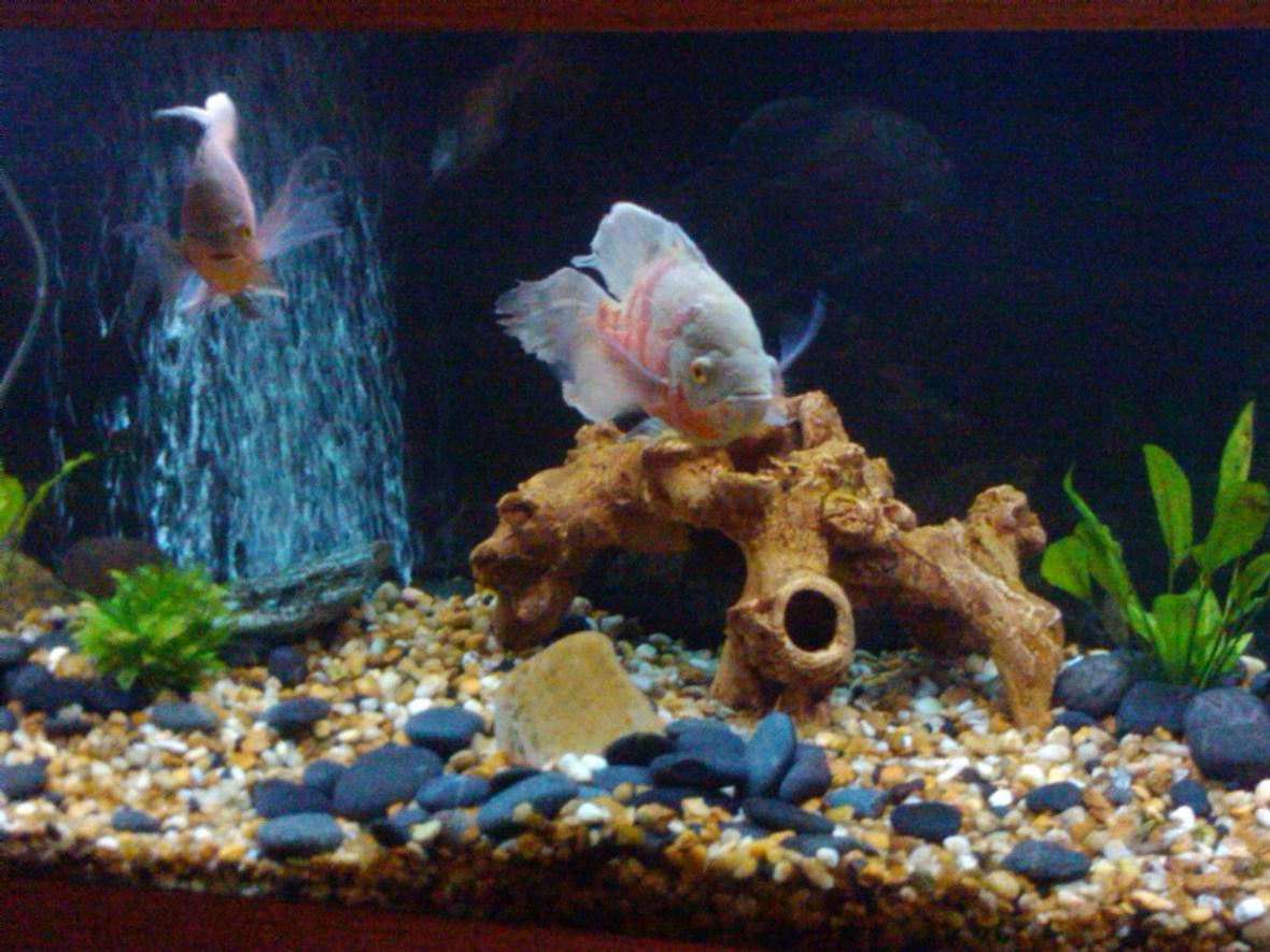 155 gallons freshwater fish tank (mostly fish and non-living decorations) - my tank
