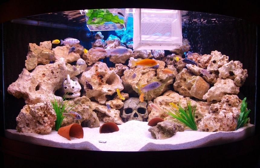 Rated #59: 90 Gallons Freshwater Fish Tank - this is my 350l african rift lake aquarium with ocean rock (and a couple of skulls the kids wanted in! ) also 2 breeding traps full of healthy brichardi and demasoni fry.