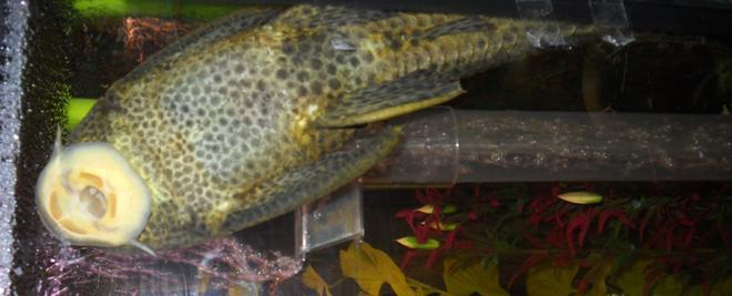 freshwater fish - glyptoperichthys gibbiceps - sailfin pleco (l-83) stocking in 55 gallons tank - pleco