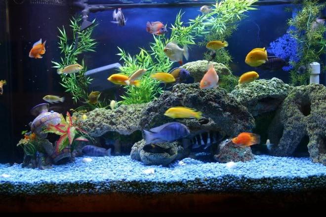 30 gallons freshwater fish tank (mostly fish and non-living decorations) - My tank after 3 yrs