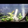 92 gallons freshwater fish tank (mostly fish and non-living decorations) - changed my tank