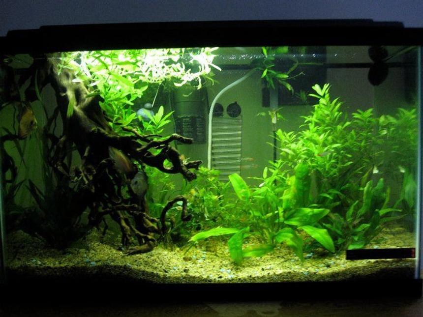 Rated #70: 29 Gallons Planted Tank - all live plants, 2 discus, 1 dwarf clown, 1 red honey gourami, 1 dwarf gourami, 1 glow light tetra, 7 rummy nosed tetras