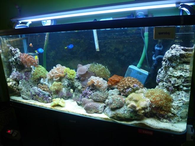 57 gallons reef tank (mostly live coral and fish) - Date Upload: 28/02/2011 
Tank size: 4L, 1.25W, 1.5H 
Using Canister pam, T5 light, protein skimmer, surface skimmer and resum chiller.  Currently this tank was fresh water fish, but now i change it to marine and have to reused what existing equipment. Canister not really suitable for marine. But here u can see cheep things also worth for the good one.