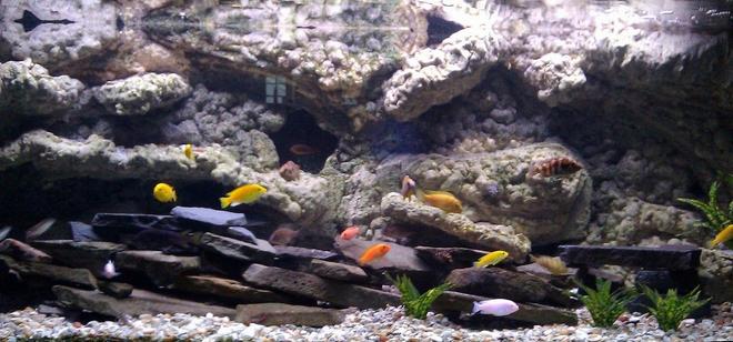 150 gallons freshwater fish tank (mostly fish and non-living decorations) - 150 gallon african cichlids