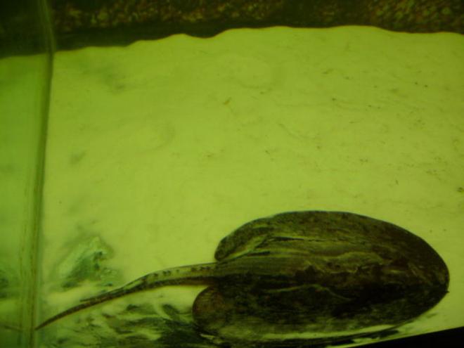 saltwater fish - potamotrygon motoro - motoro stingray stocking in 90 gallons tank - my motoro stingray, stinger.