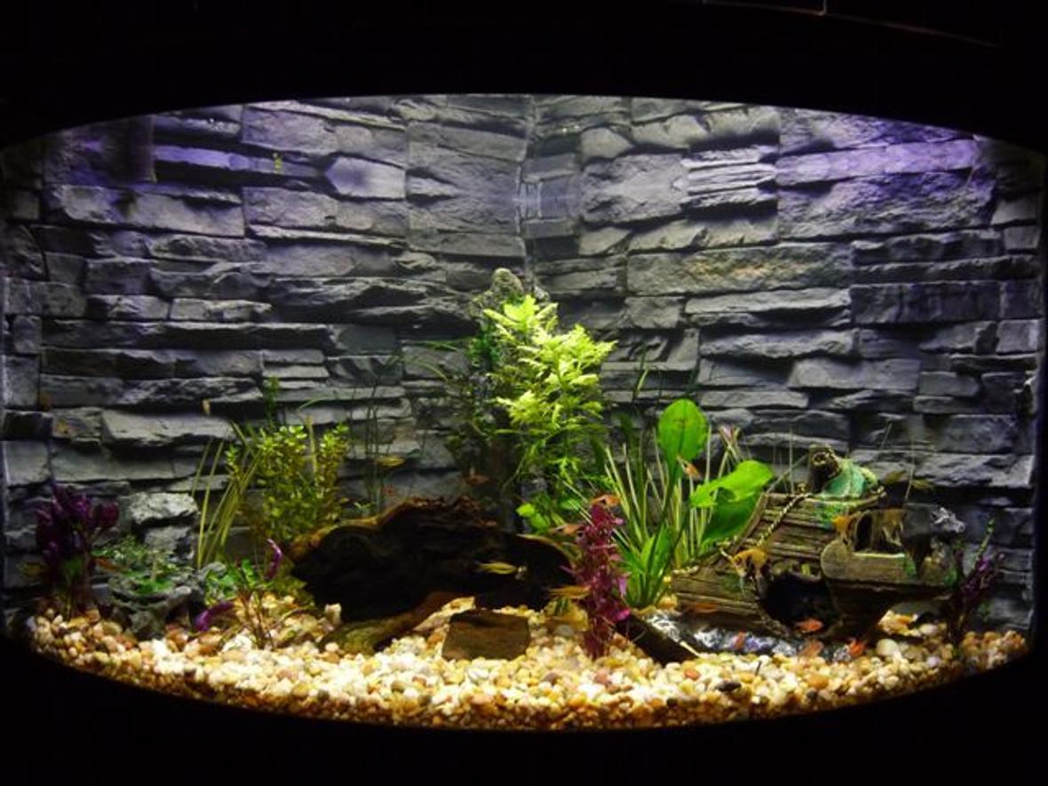 92 gallons planted tank (mostly live plants and fish) - Aqueon corner model 92 gallon, moderately planted. Custom and very original background.