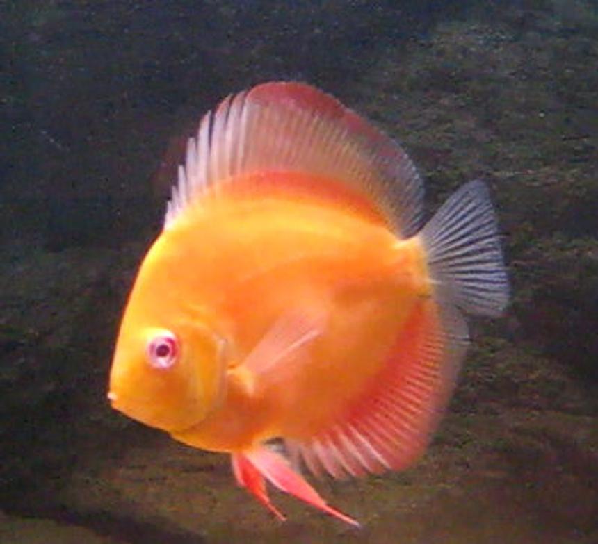 Rated #25: Freshwater Fish - Symphysodon Sp. - Red Marlboro Discus Stocking In 80 Gallons Tank