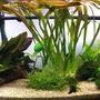 18 gallons planted tank (mostly live plants and fish) - 3 month old fishtank