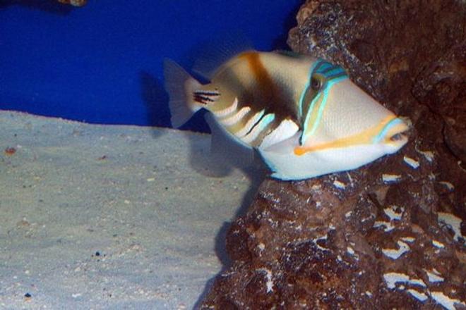 saltwater fish - rhinecanthus aculeatus - humu picasso triggerfish stocking in 180 gallons tank - Picasso Trigger