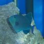 saltwater fish - odonus niger - niger triggerfish stocking in 180 gallons tank - Niger Trigger