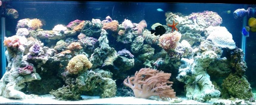 Rated #40: 210 Gallons Reef Tank - about 10 months in... really just starting to get alot of Coraline... lots of polyps( brown, bright blue, orange, deep orange)... fox coral.. brain.. show size leather... open brain... hamer coral... torch coral..few differnt mushrooms.. and polyp head  few fish(dont really want them anymore:) ) and some african starfish..