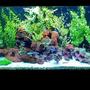 110 gallons freshwater fish tank (mostly fish and non-living decorations) - 110g African Cichlid tank