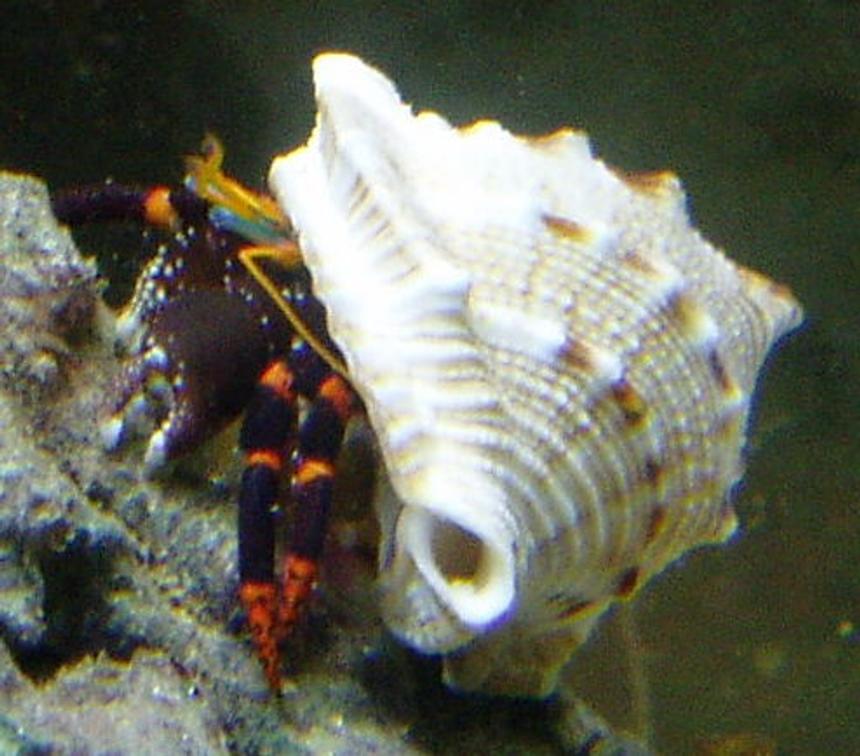 Rated #7: Corals Inverts - Calcinus Sp. - Electric Orange Hermit Crab Stocking In 155 Gallons Tank - electric orange hermit crab