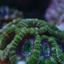 corals inverts - green goblin acan stocking in 210 gallons tank - Green Acans
