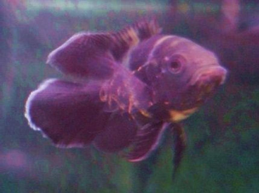 Rated #104: Freshwater Fish - Astronotus Ocellatus - Tiger Oscar Stocking In 75 Gallons Tank - oscar himself