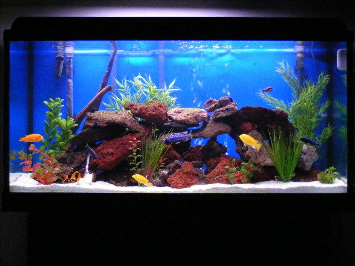 65 gallons freshwater fish tank (mostly fish and non-living decorations) - 65 gallons tank