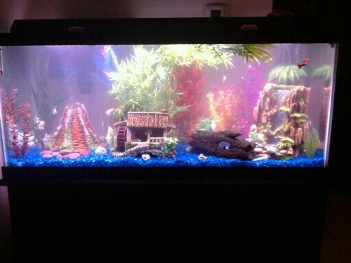 75 gallons freshwater fish tank (mostly fish and non-living decorations) - I recently upgraded to this 75 gallon, it's definitely a work in progress but the most recent set up. I ran out of plants lol and I need a background still. I've kind of been in the "wait and see" stage. As you can see it's taken on a tropical theme. There is a bubble wall across the back, all three ornaments are powered by air pump too. The volcano has air bubbles "erupting" and an LED light inside, the hut has a spinning wheel and chimney bubbles, and the waterfall has bubbles shooting upward. Tanks a bit cloudy but not as bad as it looks in the pic. I'm working on that, I think I was adding too much conditioner. Anyway this is my first pic, there will definitely be more once I get more settled in to the tank.