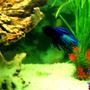 fish tank picture - Siamese Fighting Fish