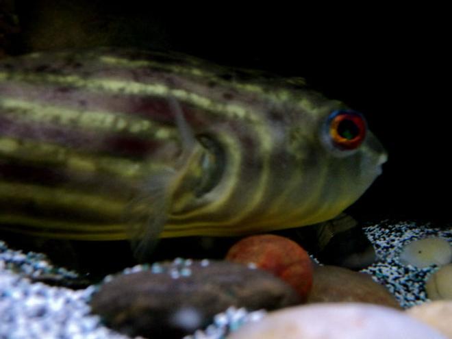 freshwater fish - tetraodon lineatus - fahaka puffer stocking in 90 gallons tank - Fahaka Puffer 
Globe Fish