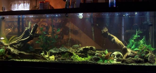 150 gallons freshwater fish tank (mostly fish and non-living decorations) - little devil 9/2010
