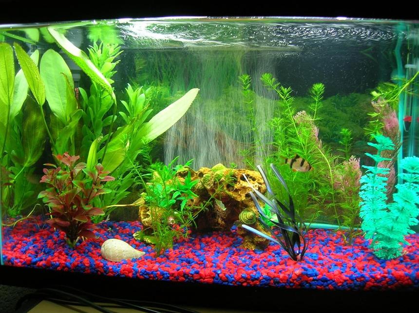 Rated #187: 10 Gallons Planted Tank - 10 gallon with 4 Tiger Barbs, 2 Ghost Shrimp, and 1 Black Mystery Snail.