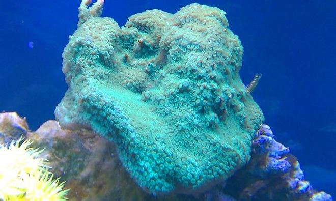 corals inverts - montipora capricornis - green apple cap coral stocking in 72 gallons tank - Montipora