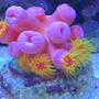 corals inverts - tubastrea faulkneri - orange sun coral stocking in 72 gallons tank - Pink Sun