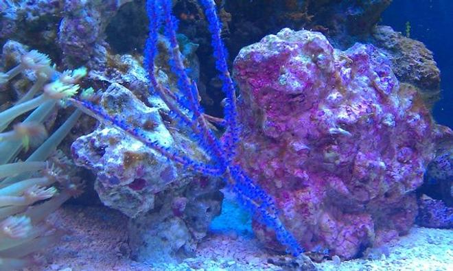 corals inverts - acanthogorgia sp. - blue sea fan stocking in 72 gallons tank - Uhhh, Blue Stick?