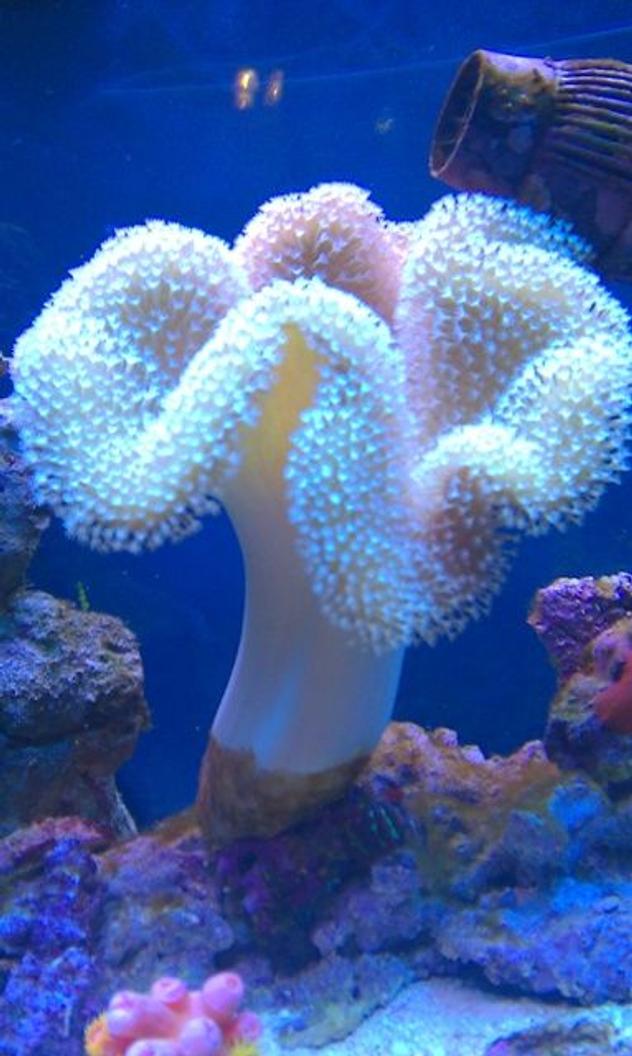 corals inverts - sarcophyton sp. - toadstool mushroom leather coral stocking in 72 gallons tank - Giant Toadstool