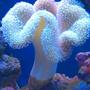 corals inverts - sarcophyton sp. - toadstool mushroom leather coral stocking in 72 gallons tank - Giant Toadstool