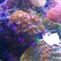 corals inverts - zoanthus sp. - colony polyp stocking in 72 gallons tank - Orange Zoo's