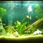33 gallons planted tank (mostly live plants and fish) - juwel 125 planted in progress