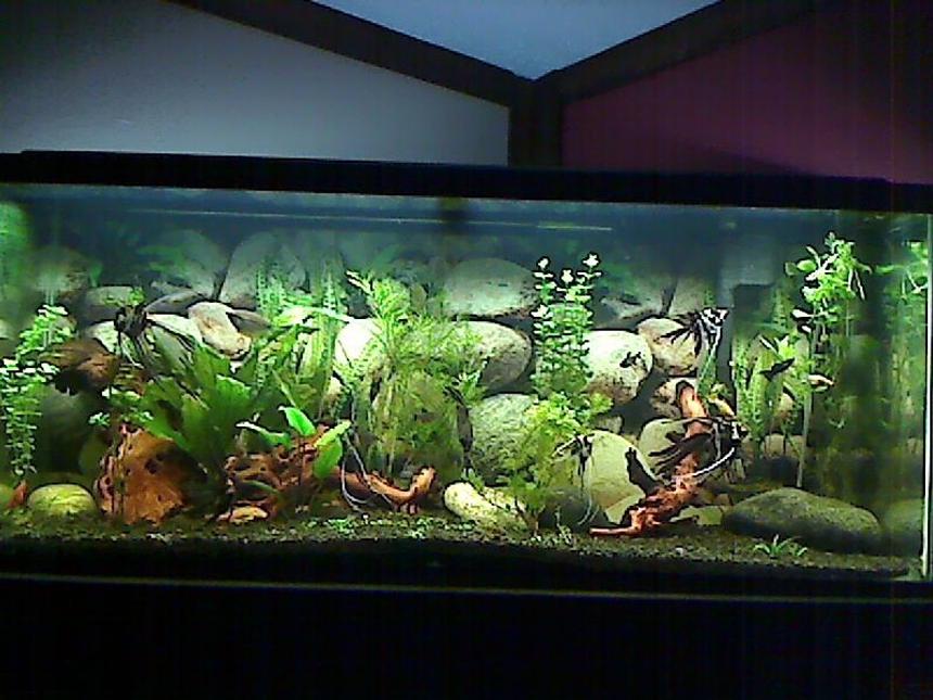 Rated #90: 55 Gallons Planted Tank - This is my tank!  It is very relaxing and I love it!