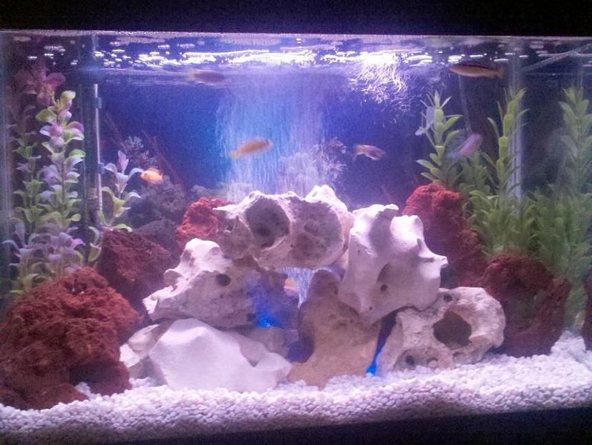 Rated #145: 20 Gallons Freshwater Fish Tank - 20 Gallon African Cichlid tank.  My first tank setup - Your thoughts?