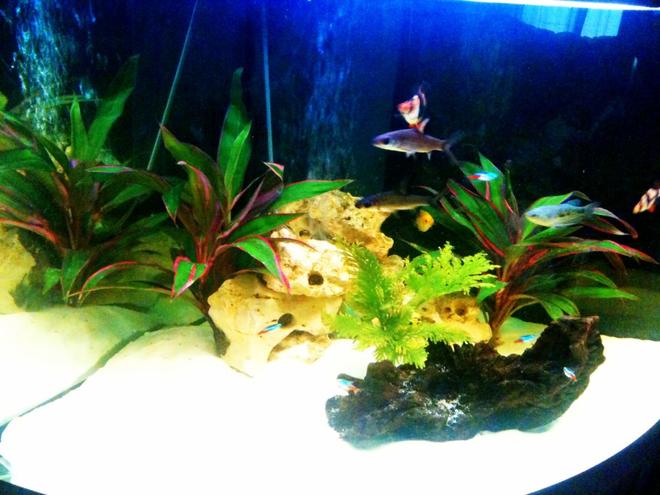 50 gallons freshwater fish tank (mostly fish and non-living decorations) - my juwel trigon 190