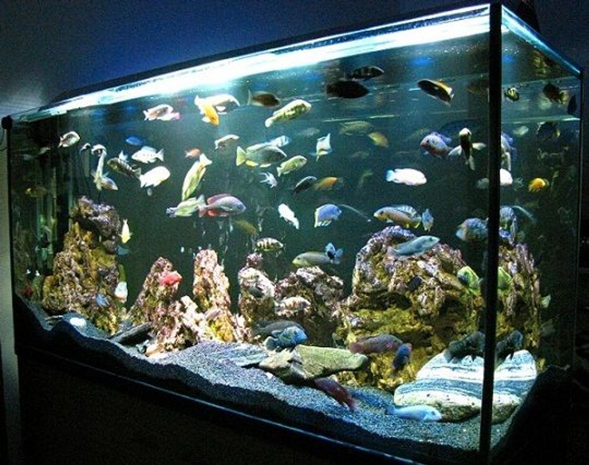 137 gallons freshwater fish tank (mostly fish and non-living decorations) - My beauty - cichlid tank